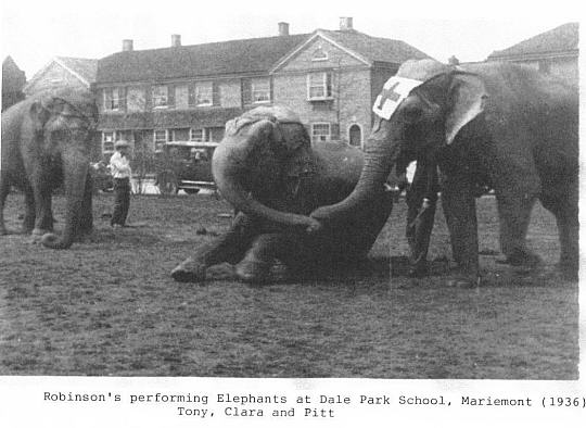 elephant performance at school