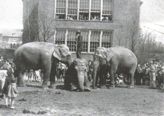 elephant performance at school 2