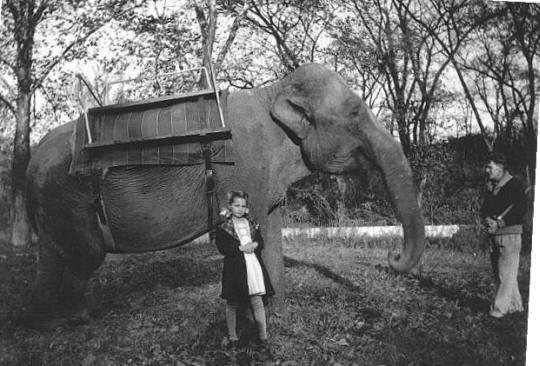 Erins grandmother with one of the circus elephants