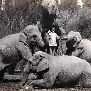 elephants-in-terrace-park