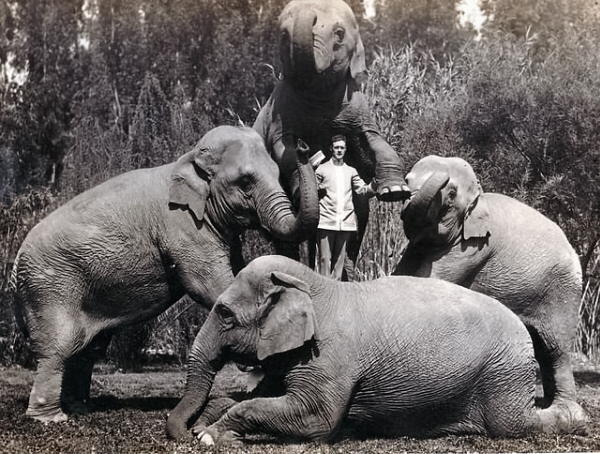 elephants-in-terrace-park