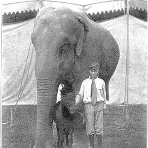 a-story-about-and-elephant-named-tillie