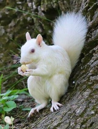 white squirrel